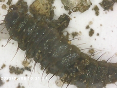 Stratiomyidae