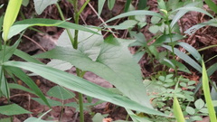 Hasteola suaveolens