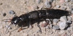 Tasgius melanarius
