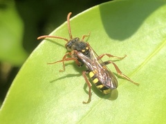 Nomada marshamella