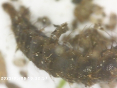 Stratiomyidae