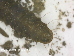 Stratiomyidae