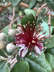 Feijoa