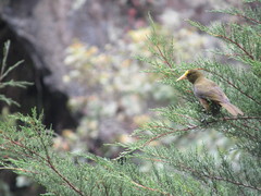 Psarocolius atrovirens