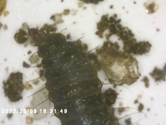 Stratiomyidae