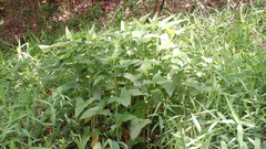 Hasteola suaveolens