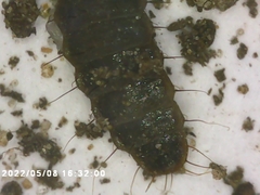 Stratiomyidae