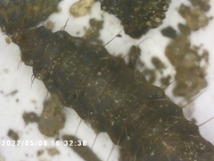 Stratiomyidae