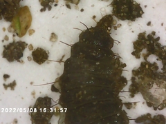Stratiomyidae