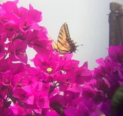 Papilio multicaudata