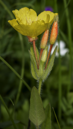 Oenothera pilosella