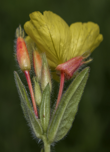 Oenothera pilosella