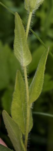 Oenothera pilosella