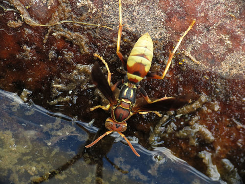 Hunter's Little Paper Wasp