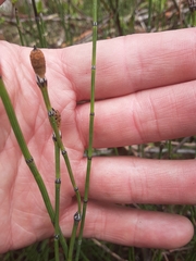 Equisetum variegatum variegatum