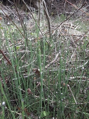 Equisetum variegatum variegatum