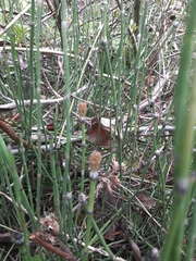 Equisetum variegatum variegatum