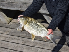 Carpiodes cyprinus