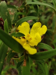 Hibbertia saligna