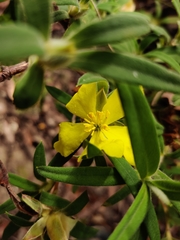 Hibbertia saligna