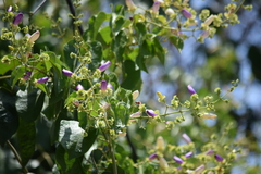 Amphilophium paniculatum