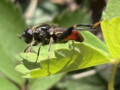 Chalcosyrphus libo