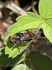 Chalcosyrphus libo