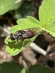 Chalcosyrphus libo