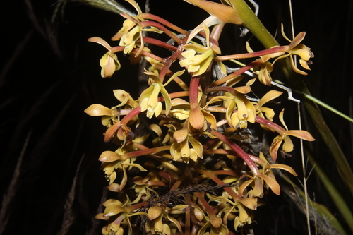 Oreonastes Orchid