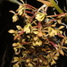 Epidendrum oreonastes - Photo (c) Omar M., algunos derechos reservados (CC BY-NC), subido por Omar M.