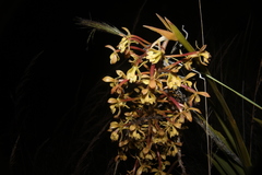 Epidendrum oreonastes