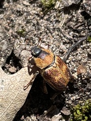 Hoplia trifasciata