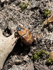 Hoplia trifasciata