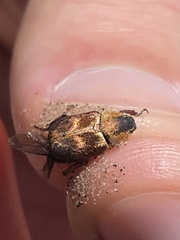 Hoplia trifasciata