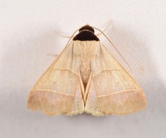 Anobinae