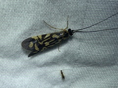 Macrostemum carolina