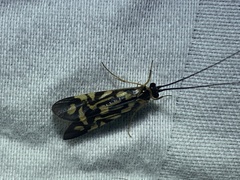 Macrostemum carolina