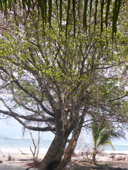 Hippomane mancinella