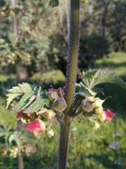 Scrophularia grandiflora