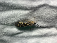 Macrostemum carolina