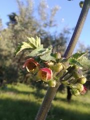 Scrophularia grandiflora