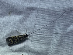 Macrostemum carolina