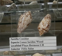 Conasprella lucida