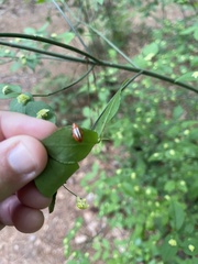 Disonycha discoidea
