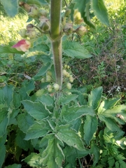 Scrophularia grandiflora