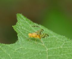 Strauzia longipennis