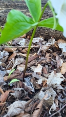Trillium grandiflorum