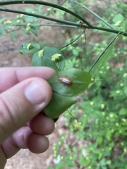 Disonycha discoidea
