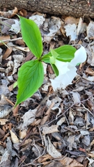 Trillium grandiflorum
