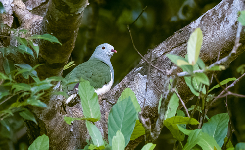 Cream-breasted Fruit Dove (Ramphiculus merrilli), photo 2